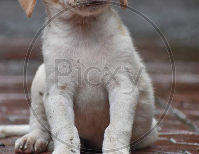 Portrait Of Indian Stray Puppy .Homeless Puppy Sitting Alone On The Streets.