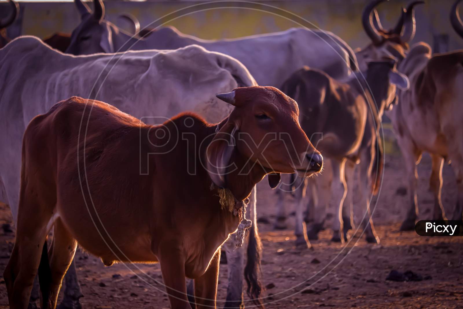 Cows Group At Rural House,Farming And Animal Husbandry Concept,Milk Production And Dairy Product Thai Cows Resting In A Field,Cows - Protective Shelters For Cows In Govshal, Selective Focus