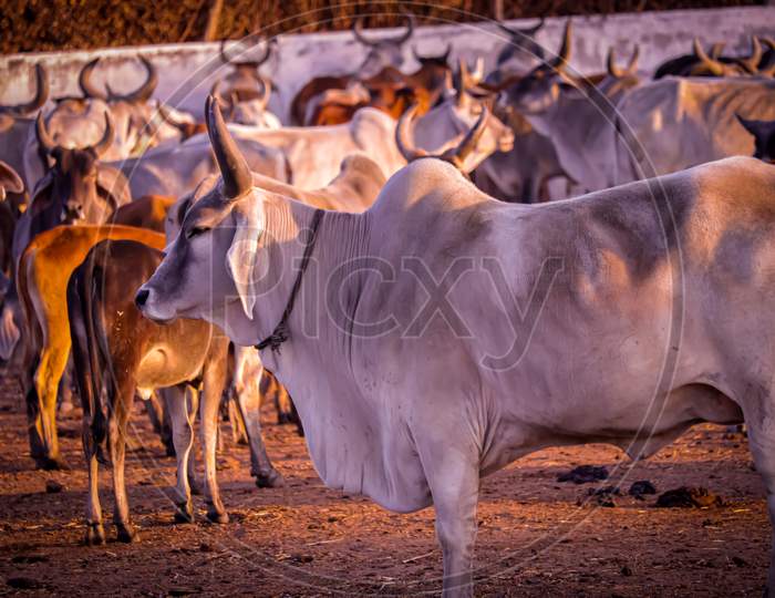 Indian Cow,Curious Cow Eating Grass At The Field,Cattle Shed Rural India,Agriculture Industry,Farming Concept,Selective Focus