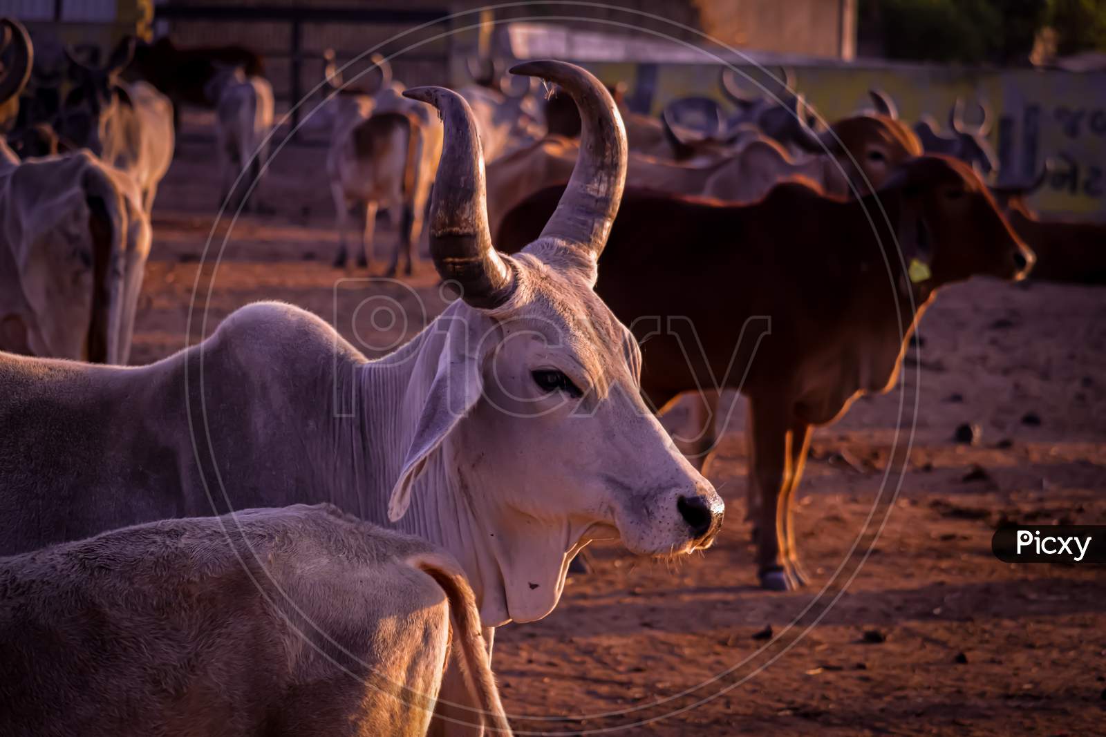Image Of Indian Cows In The Village Of Rajasthan India,Indian Cows In Cow Farm,Cows Resting In A Field, Protective Shelters For Cows In Govshal,Selective Focus