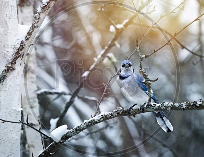 Bird Nature on winter