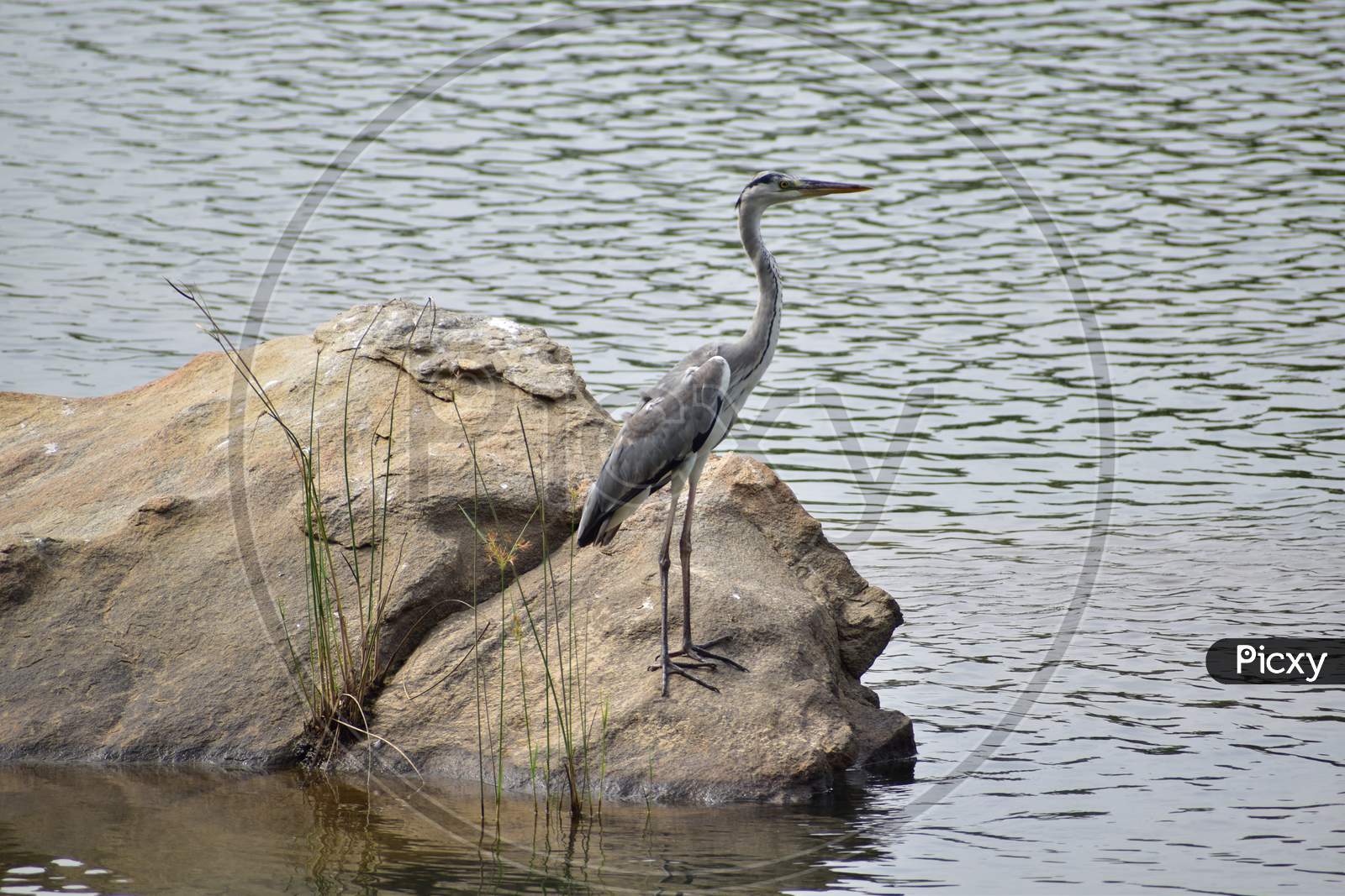 A Swan Bird Sitting On A Rock