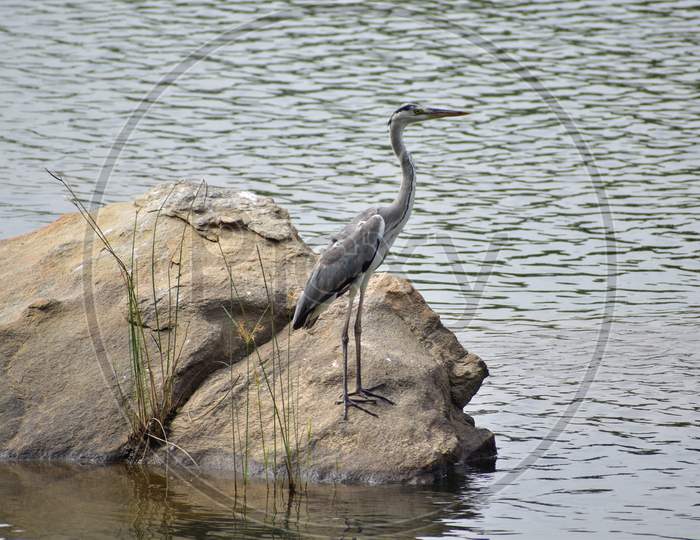 A Swan Bird Sitting On A Rock