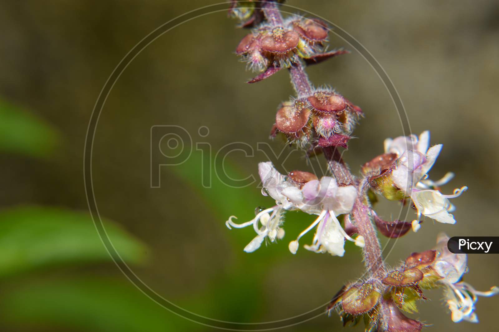 The Bloom Of Ocimum Tenuiflorum , Known As The Holy Basil