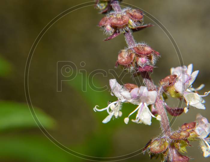 The Bloom Of Ocimum Tenuiflorum , Known As The Holy Basil