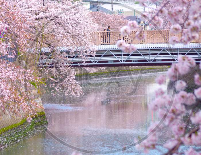 Ooka River Promenade Of Cherry Blossoms In Full Bloom