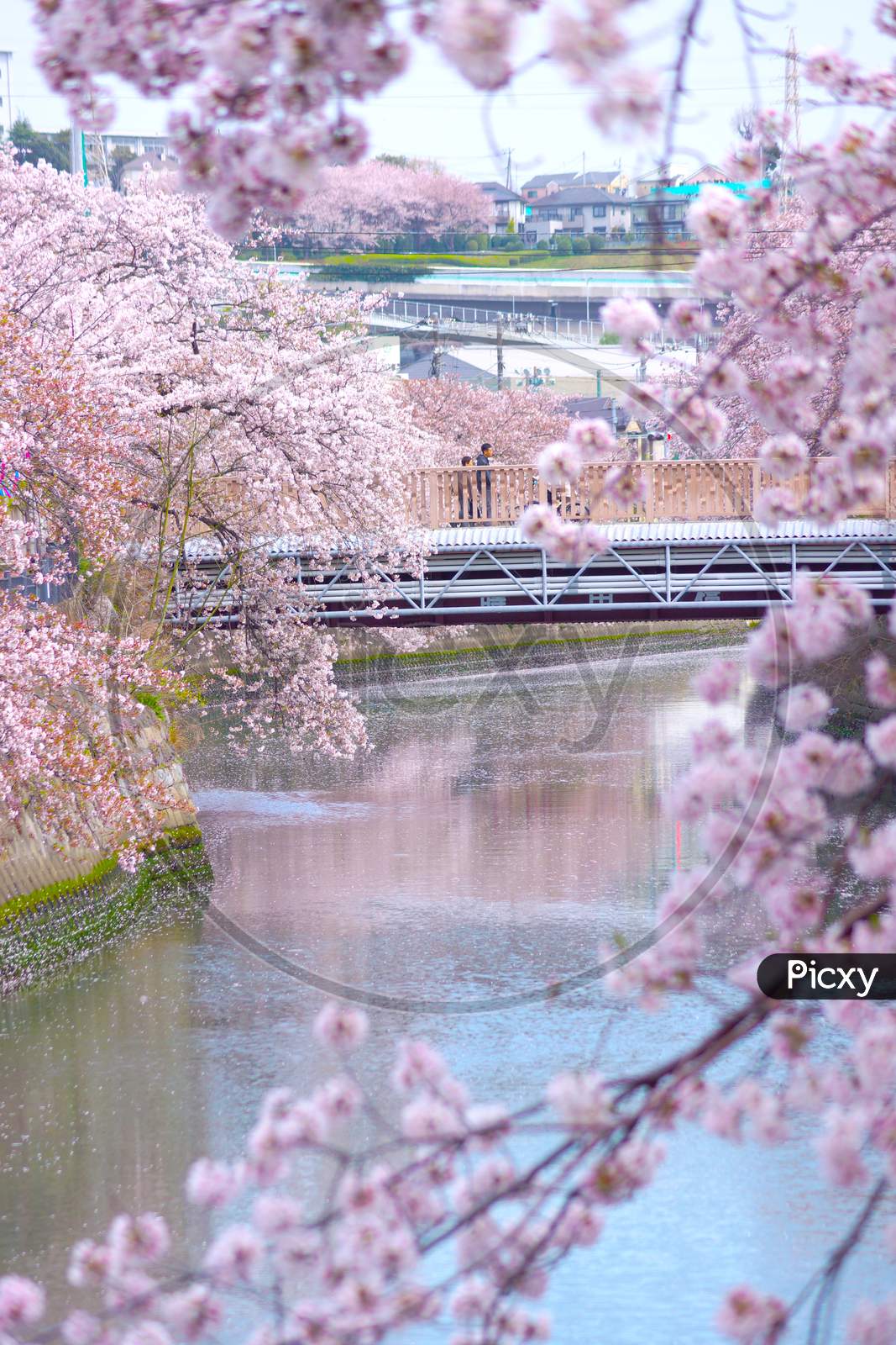 Ooka River Promenade Of Cherry Blossoms In Full Bloom