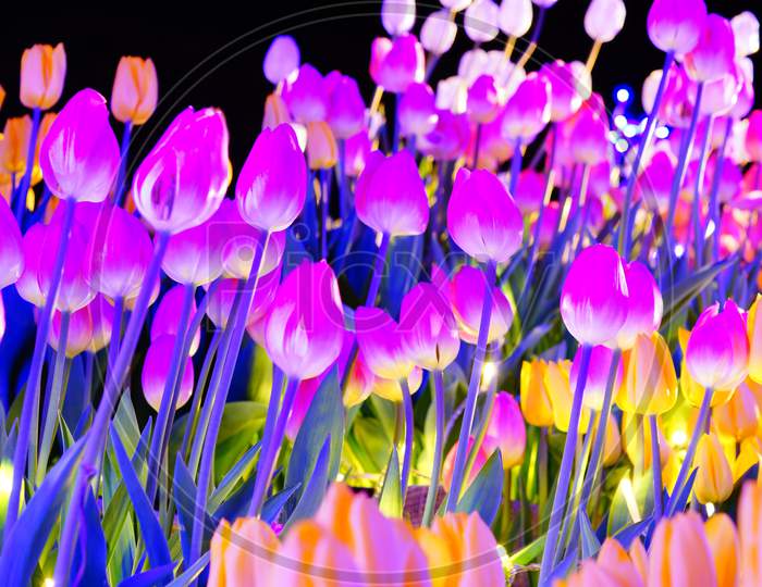 Colorful Tulips And The Night Sky