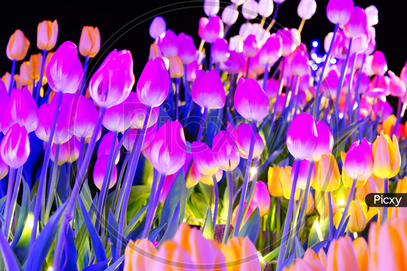 Colorful Tulips And The Night Sky