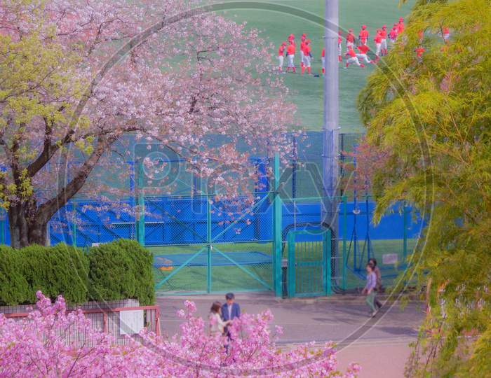 Spring Landscape Of Tama Plaza