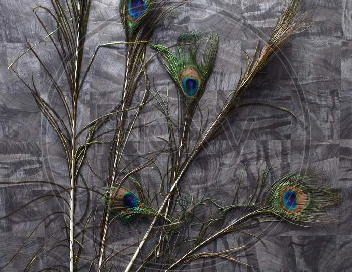 Colorful Peacock Feathers On Grey Background