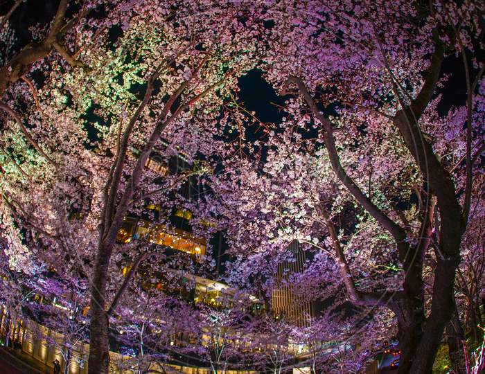 Cherry Blossoms Of Tokyo Midtown Hinokicho Park