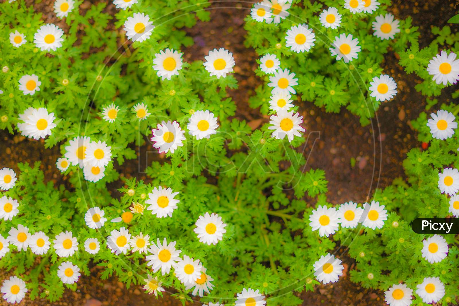 Colorful Daisy Of The Image (For Wallpaper)