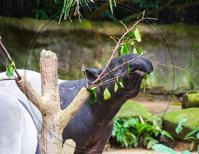 Of Wild Tapir Eat Grass Image