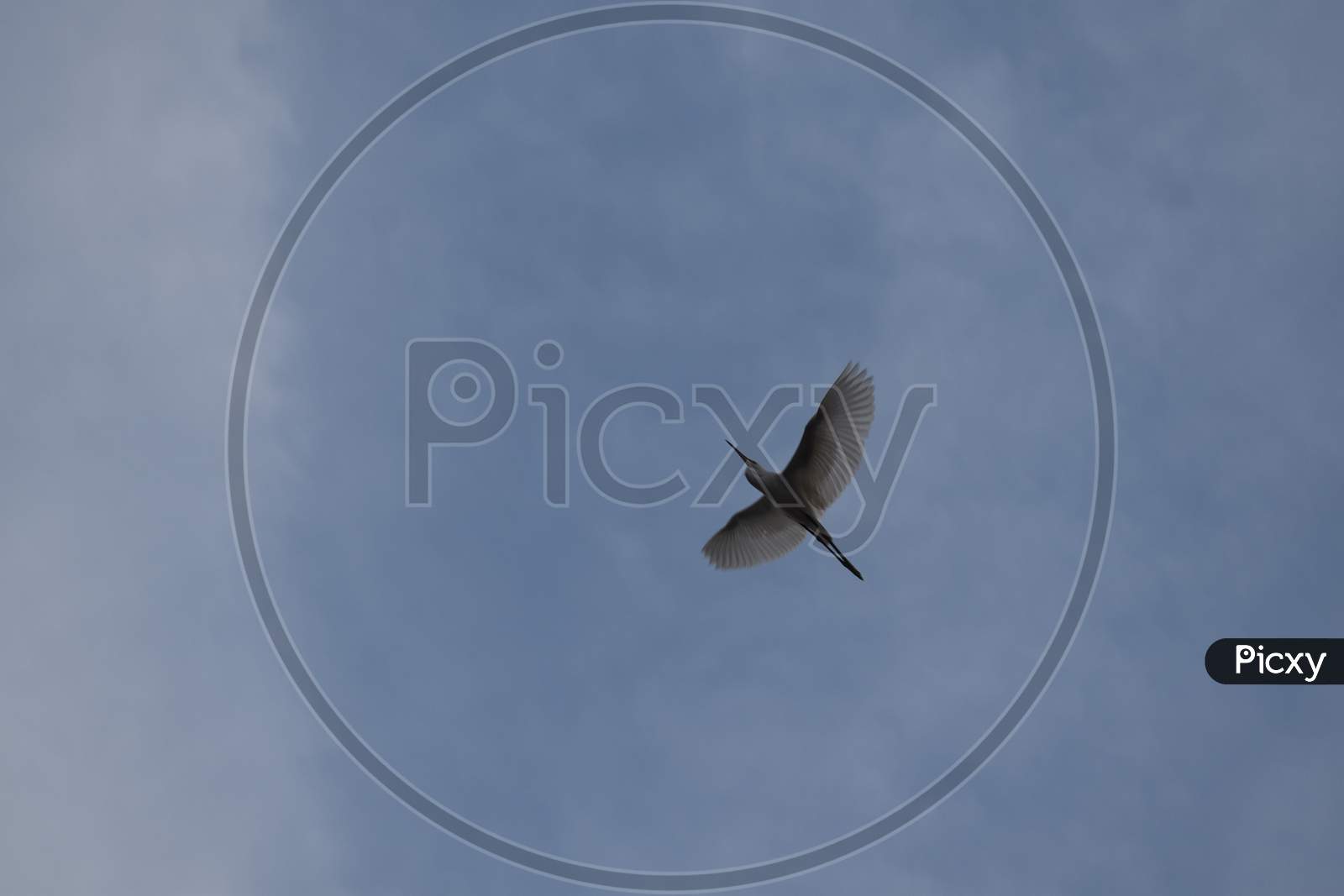 A Pelican Bird Flying In The Sky