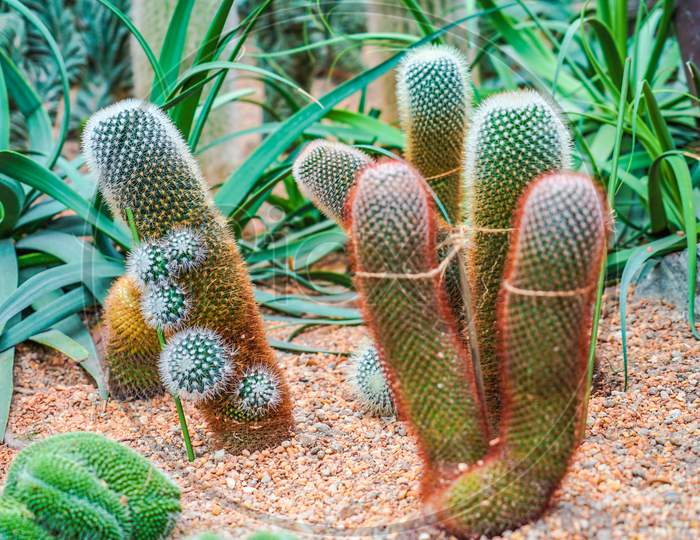 Cactus To Live In The Southern Country