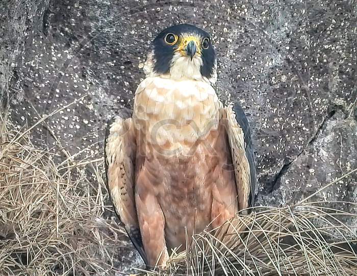 Shaheen falcon