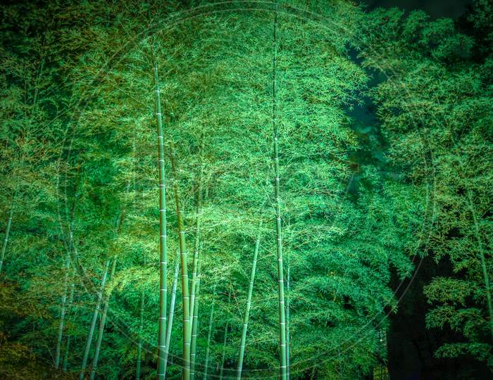 Bamboo Forest Of Rokuden