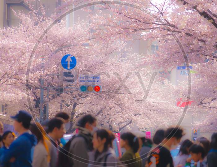 Sakura Sakura Of Tama Plaza