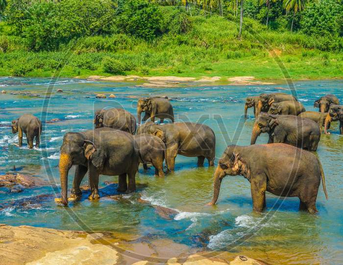 Image Of Wild Elephants (Sri Lanka Pinnawara)