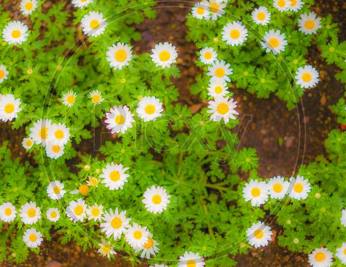 Colorful Daisy Of The Image (For Wallpaper)