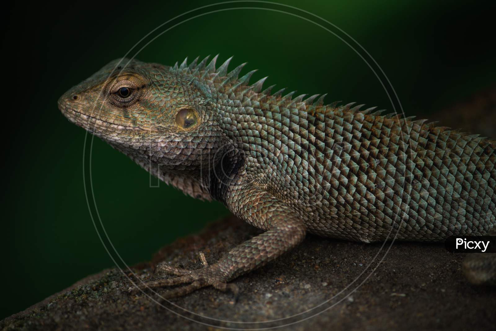 【KAMEREONページです】 Energy Search PRO - SV7a: Paradise Dragona - Pokemon Japan