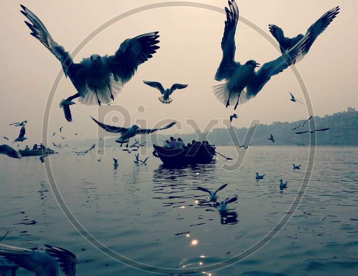 Migrant Birds in the river. Varanasi