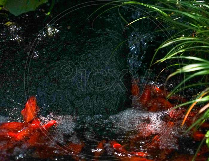 Carp Of The Image To The Waterfall Climbing