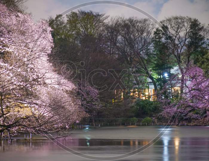 Cherry Blossoms Of Inokashira Park