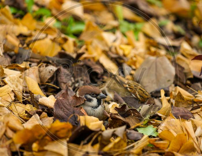 Autumn Leaves And The Sparrow Image
