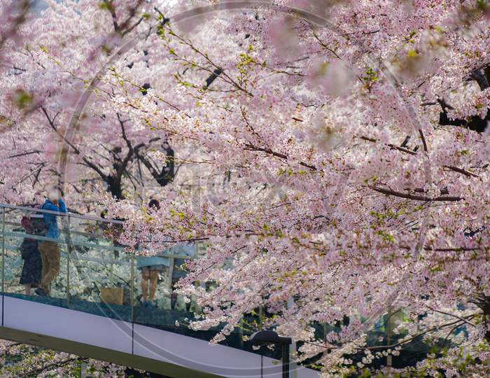 People Standing On The Bridge Wrapped In Cherry Blossoms