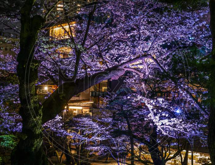 Spring Japanese Garden Image
