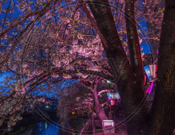 Of Going To See Cherry Blossoms At Night Ooka River Promenade