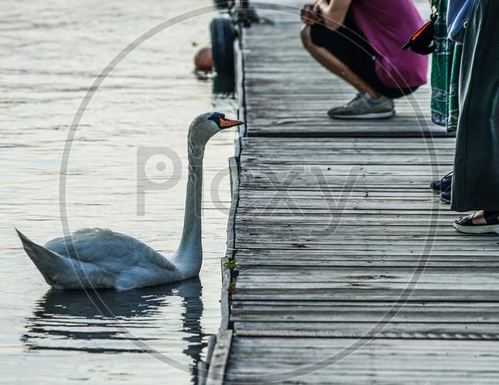Image Of Swan