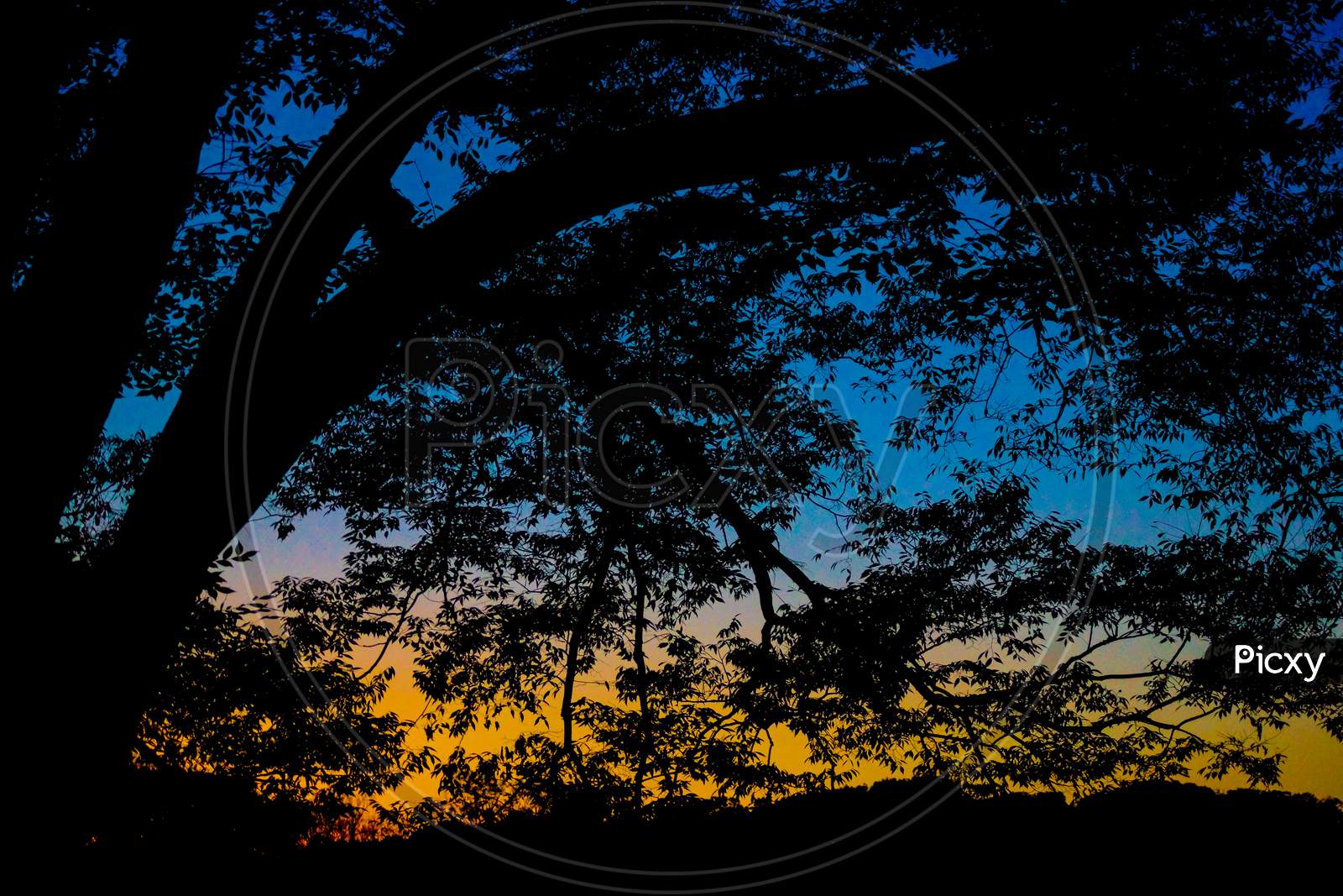 Silhouette Image Of Sunset And Tree