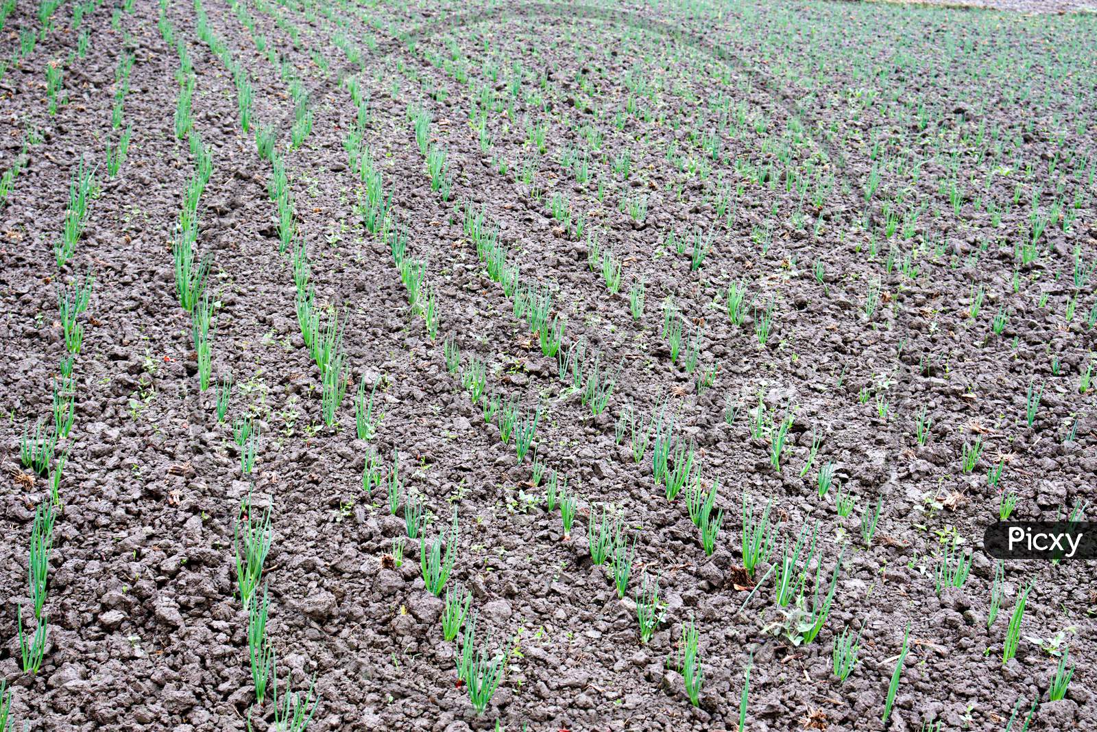 Green Colored Onion Farm On Field