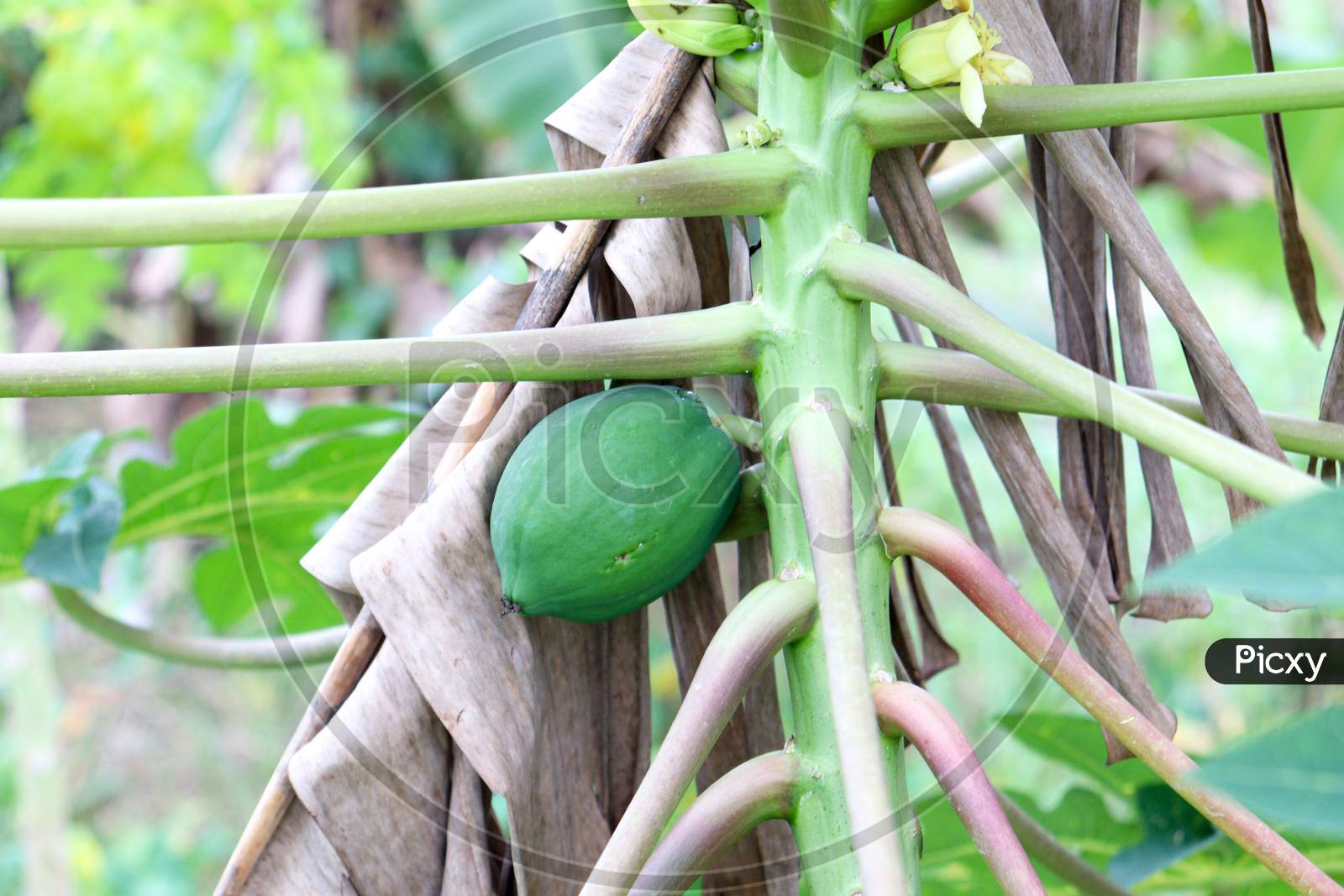 Green Colored Papaya Stock On Tree In Farm