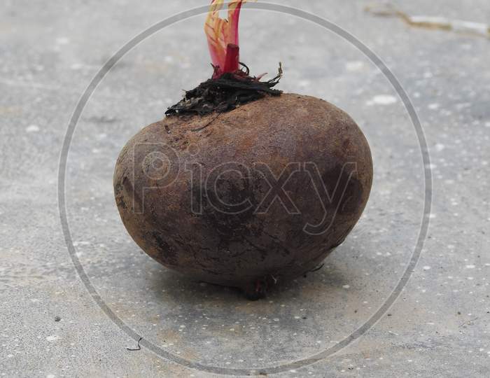 Beautiful Young Leaves Growing From Beetroot Fruit Isolated On Field Background