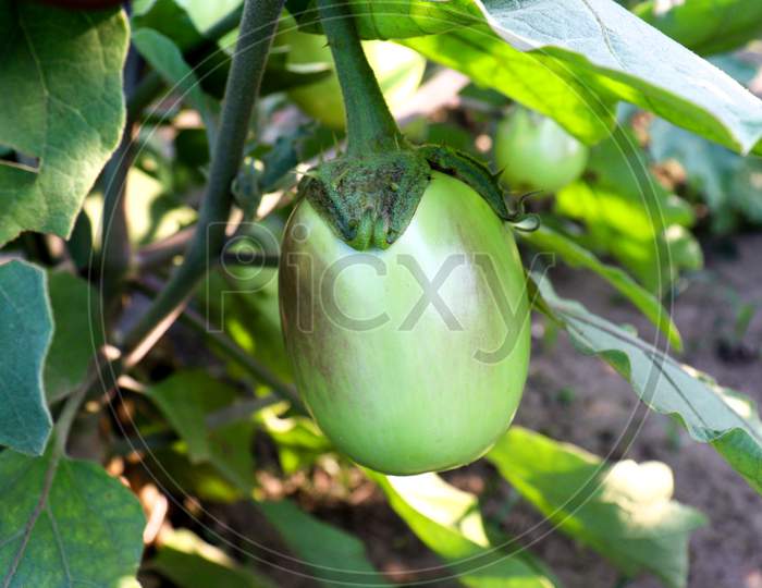 Brinjal On Tree In The Farm For Harvest