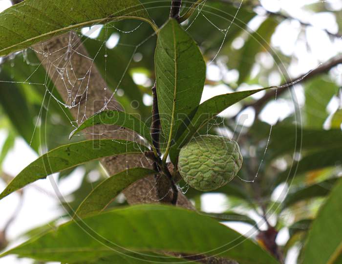 Sugar Apple On Tree In Firm