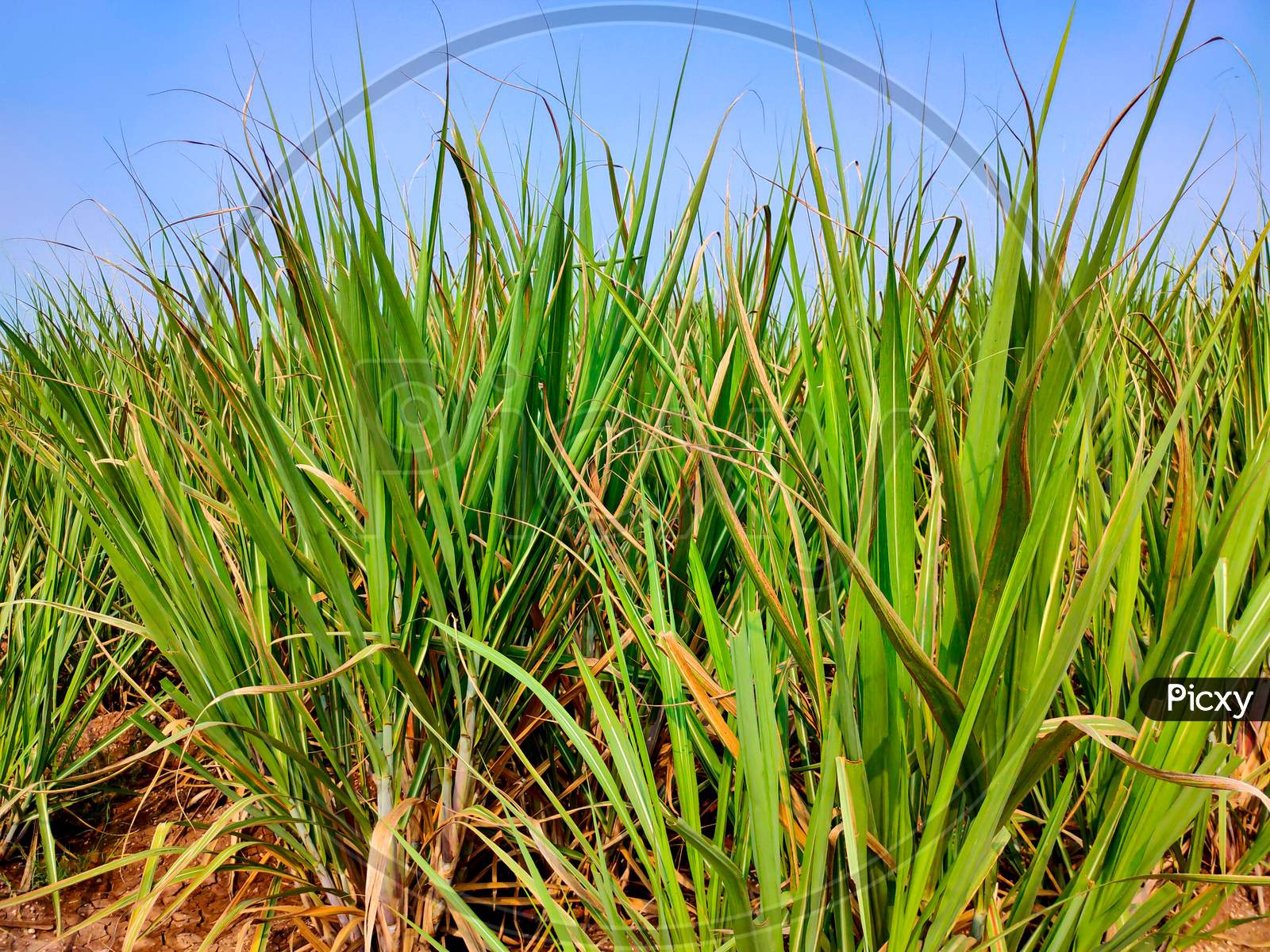 sugarcane field with sunlight and blue sky background sugarcane crop growth in field.