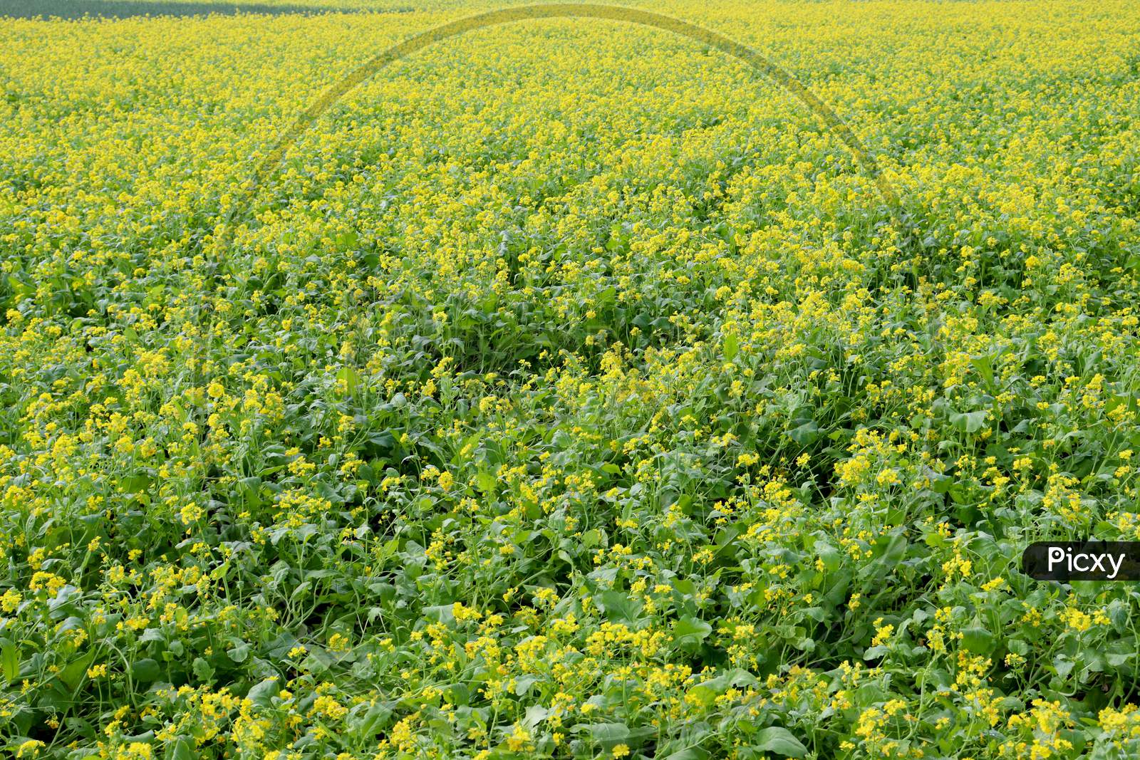 Yellow Colored Mustard Flower Firm
