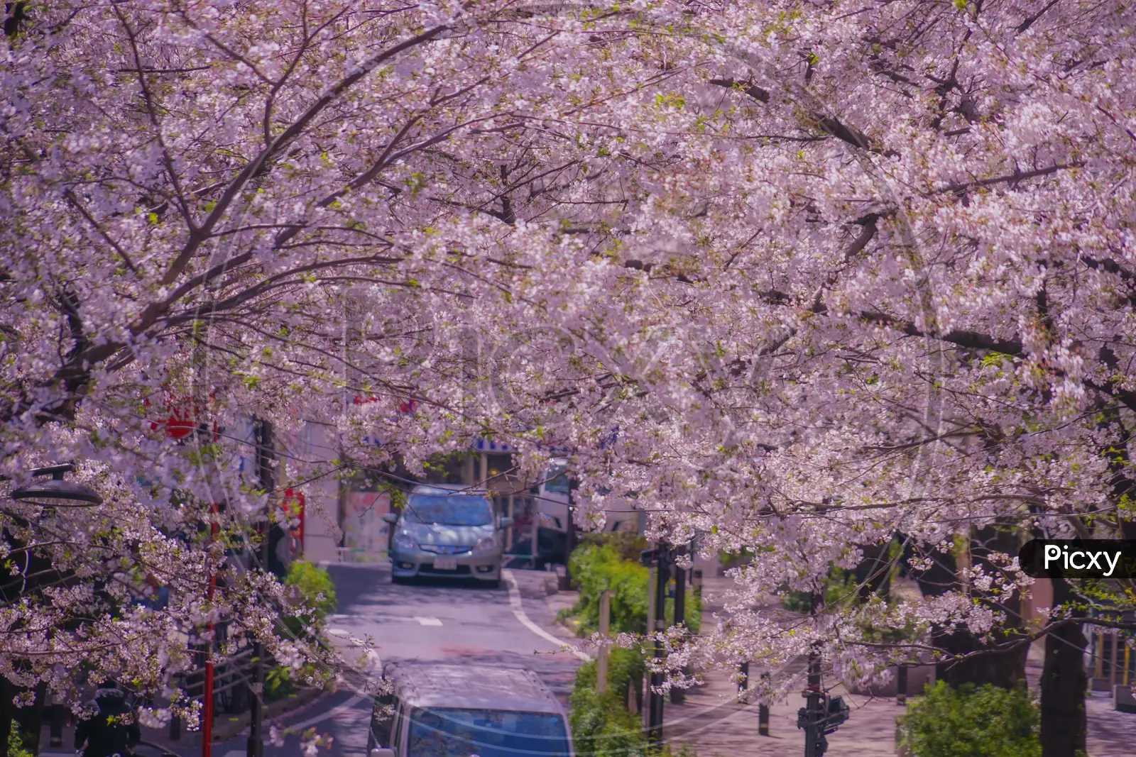 sakurasaka