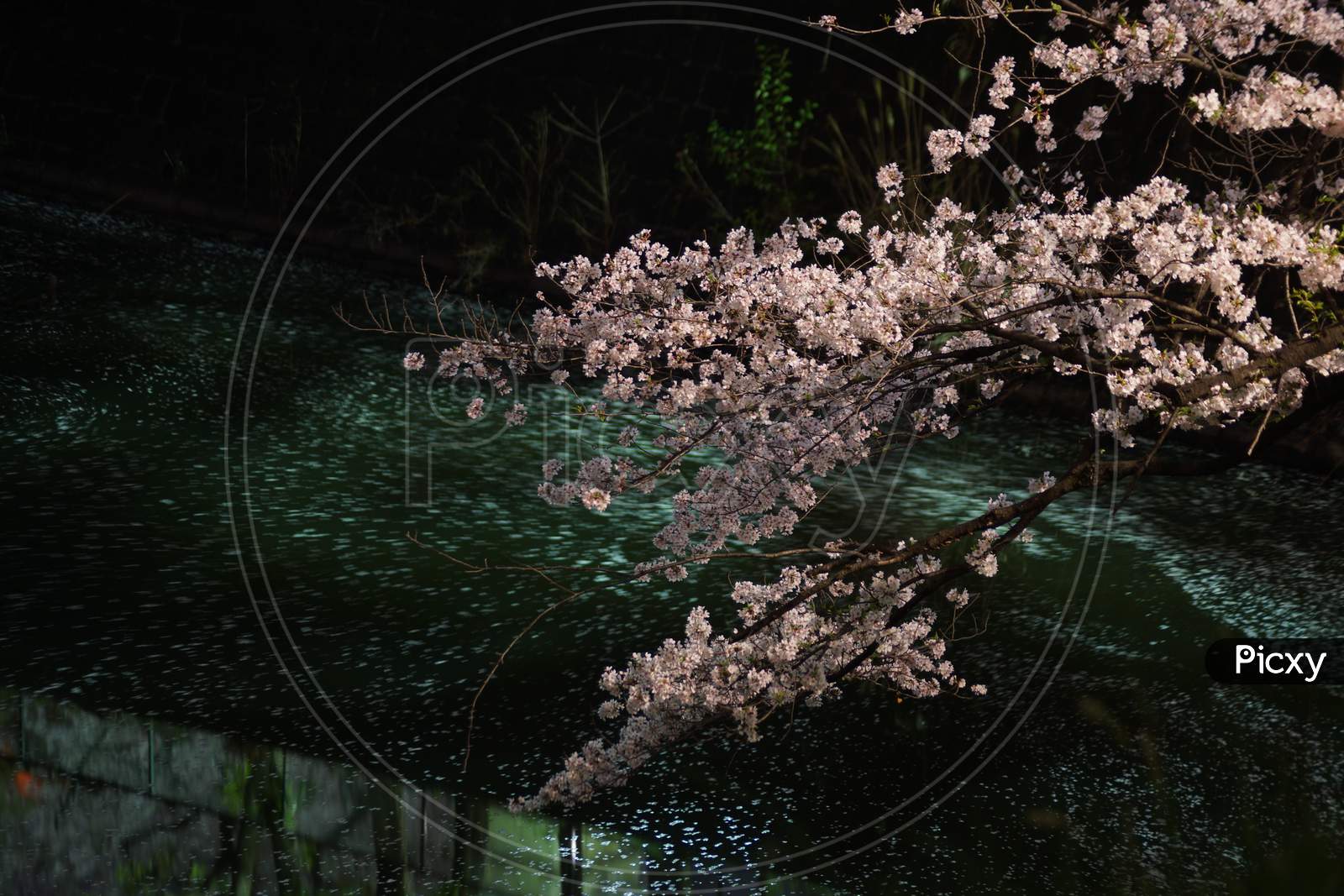 Image Of Of Chidorigafuchi Going To See Cherry Blossoms At Night ...