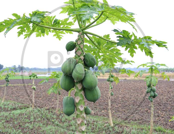 Green Colored Papaya Stock On Tree In Farm