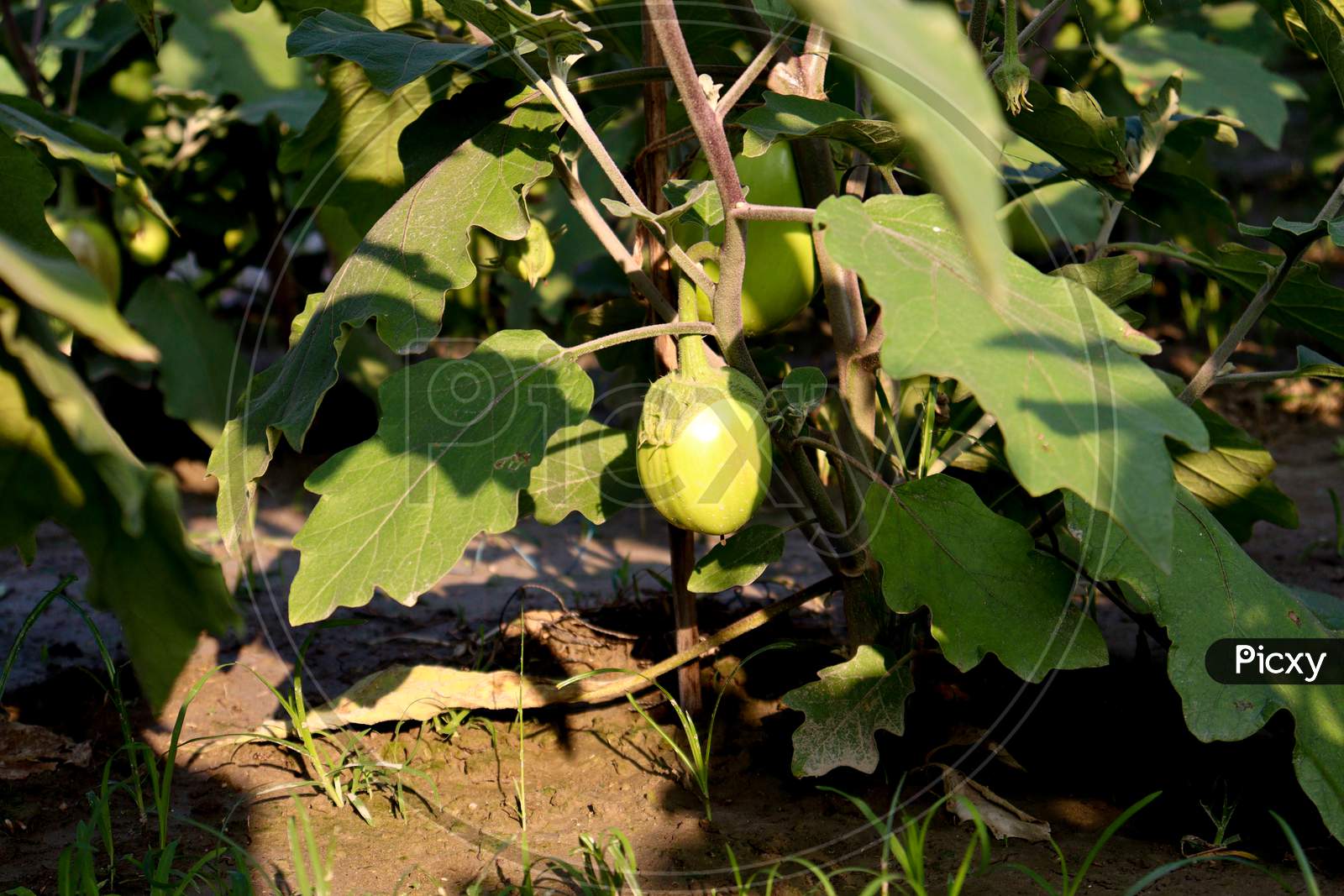 Brinjal On Tree In The Farm For Harvest