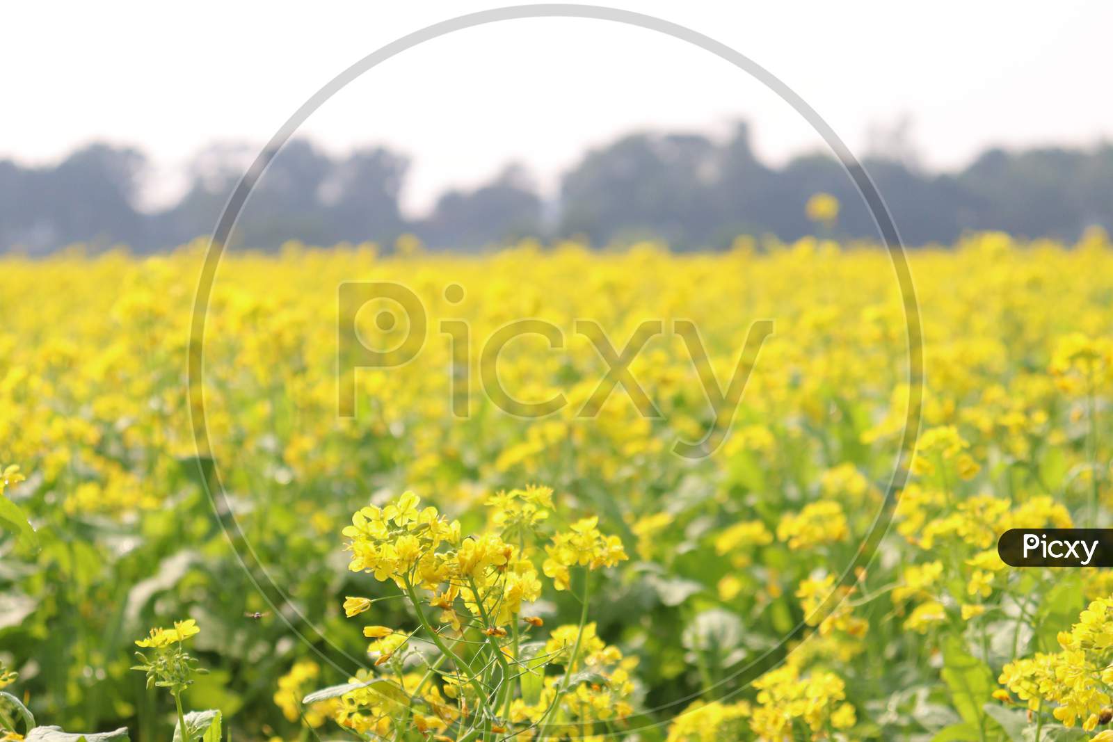Mustard And Onion Firm View On Field