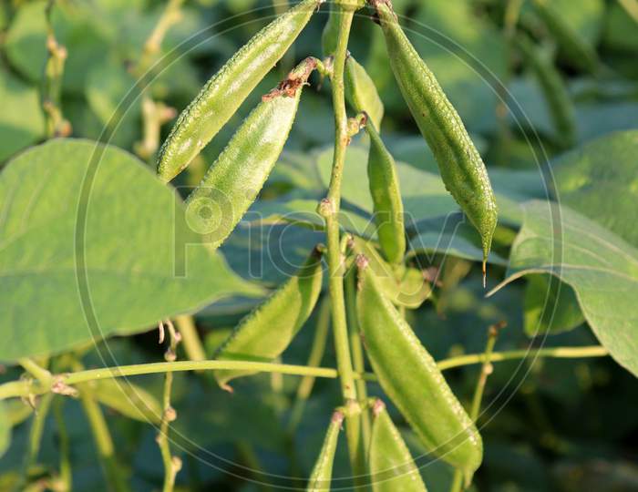 Edamame Stock On Tree In Firm For Harvest