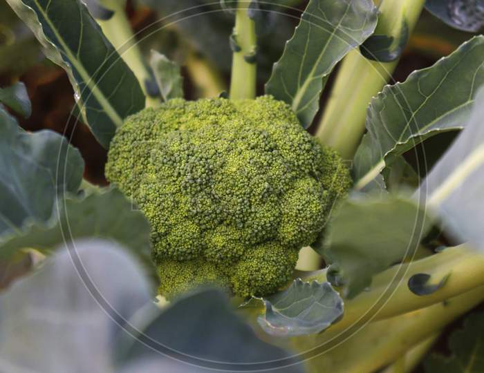 Green Colored Broccoli On Tree In Farm