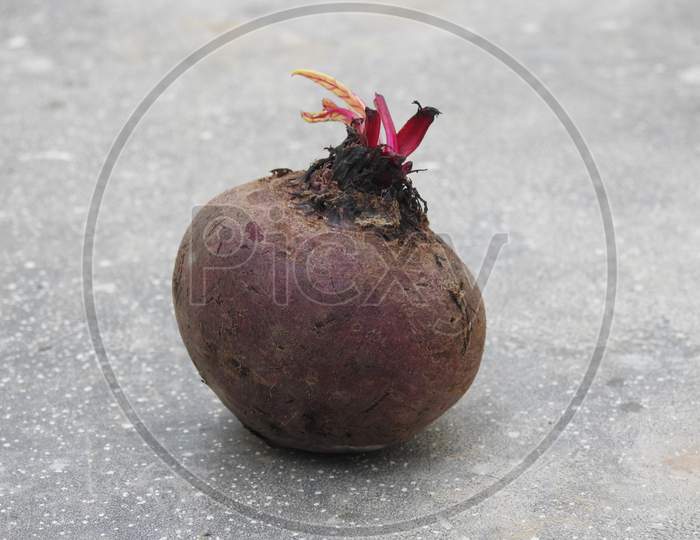 Beautiful Young Leaves Growing From Beetroot Fruit Isolated On Field Background